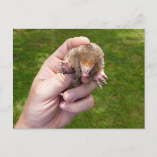 Carte Postale mole à la main contre grass.jpg (Devant)