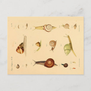 Carte postale Mollusk et Snails vintages
