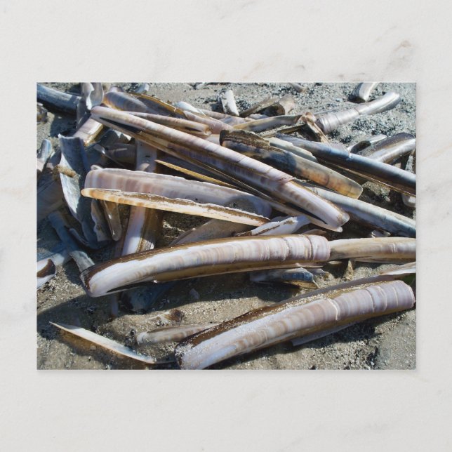 Carte Postale mollusques bivalves (Devant)