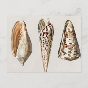 Carte Postale Mollusques vintage illustré