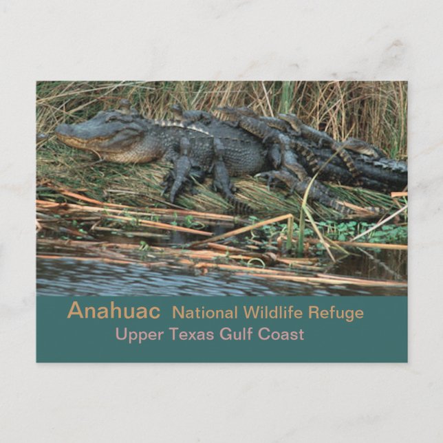 Carte Postale Moma 'Gator (Devant)