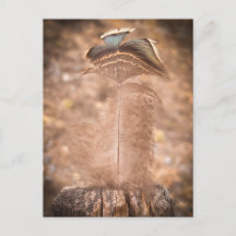 Moment Estival Calme | Nature de Sacramento