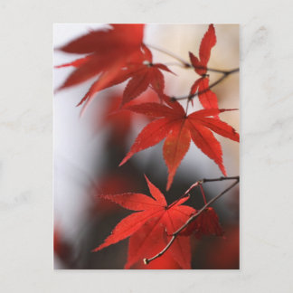 CARTE POSTALE MOMIJI