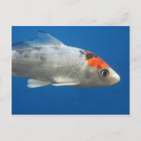 Mon animal de compagnie Koi Fish