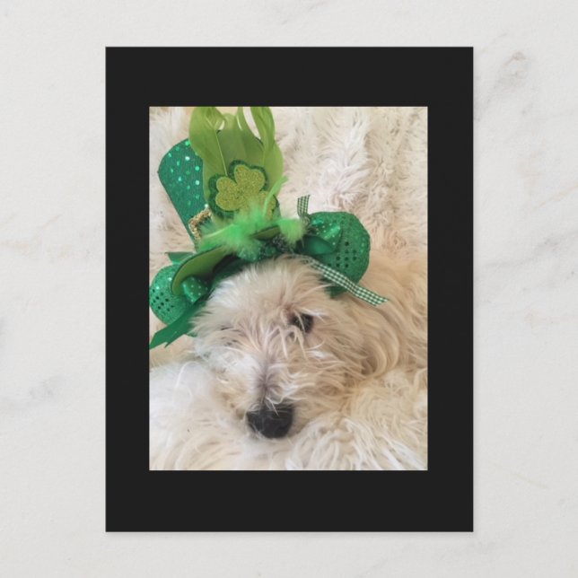 Carte Postale Mon Casquette chanceux Westie (Devant)