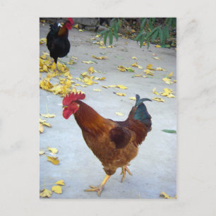 Carte Postale Mon chemin