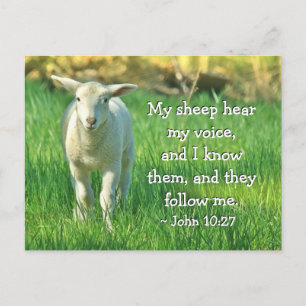 Carte Postale Mon Mouton Entend Ma Voix, Jean 10:27 Verset Bible