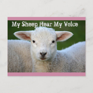 Carte Postale Mon Mouton Entend Ma Voix, Jean 10:27 Verset Bible