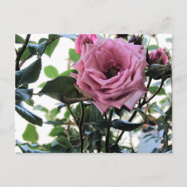 Carte Postale Mon Rose (Devant)