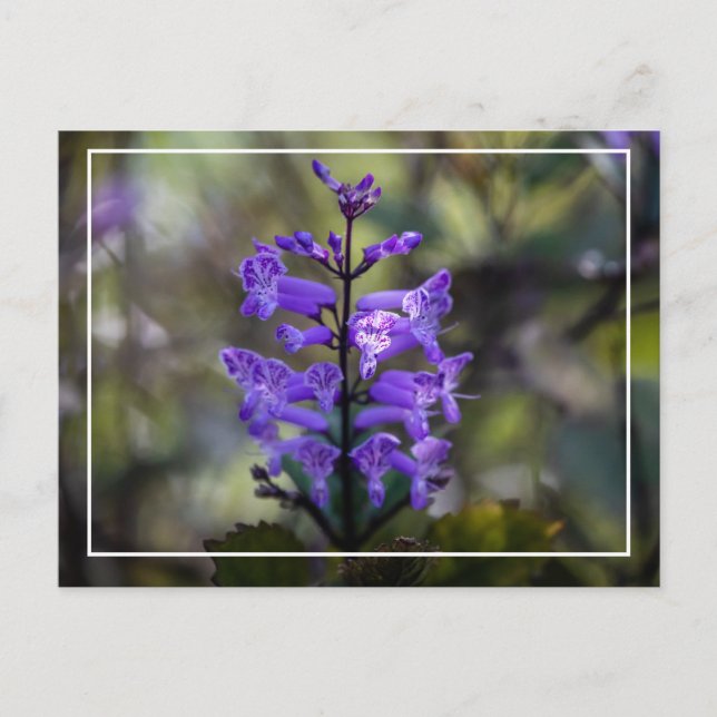 Carte Postale Mona Lavender (Devant)