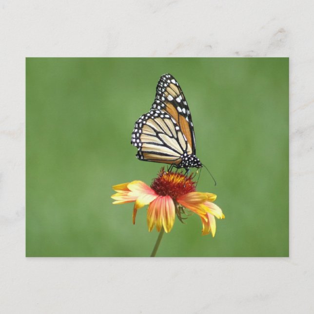 Carte postale Monarch (Devant)