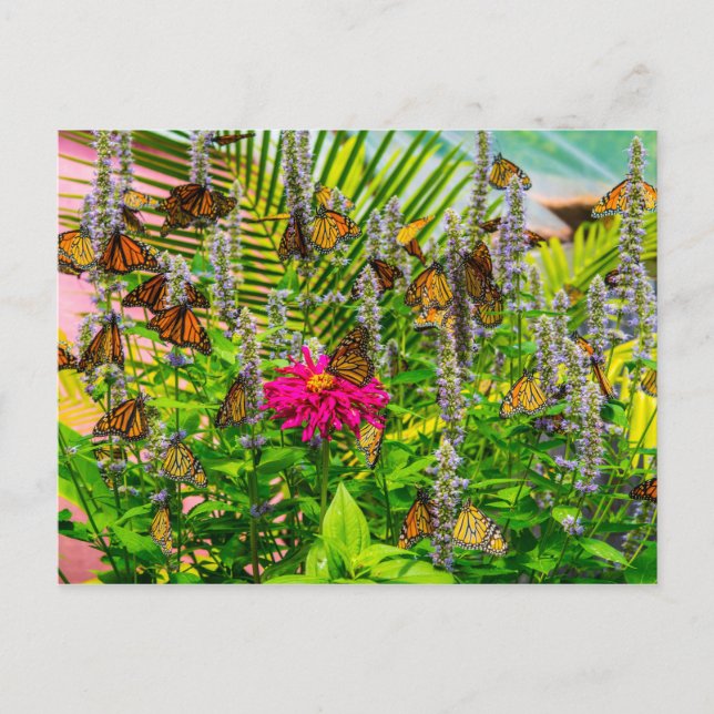 Carte postale Monarch Butterflies (Devant)
