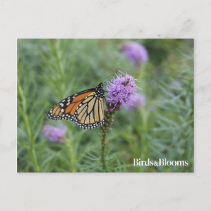 Carte Postale Monarch Butterfly