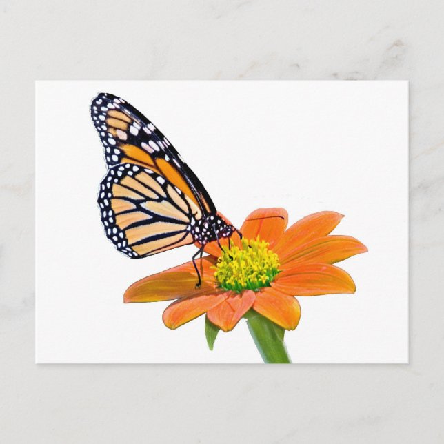 Carte postale Monarch Butterfly (Devant)