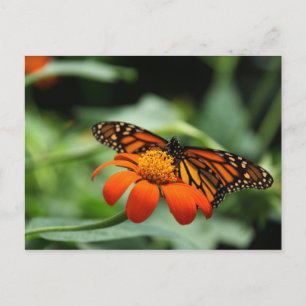 Carte postale Monarch Butterfly
