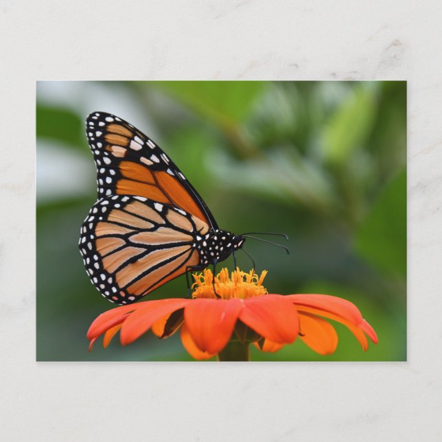 Carte postale Monarch Butterfly (Devant)
