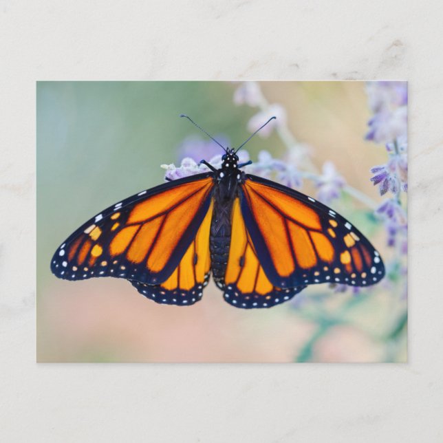 Carte Postale Monarch Butterfly (Devant)