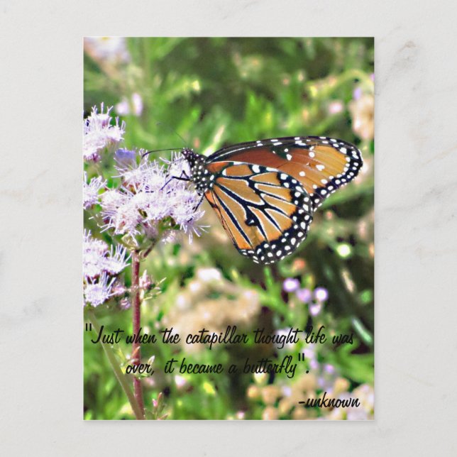 Carte postale Monarch Butterfly (Devant)