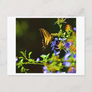 Carte postale Monarch Butterfly