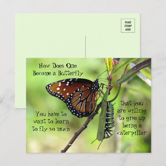 Carte Postale Monarch Butterfly & Caterpillar Quot (Devant / Derrière)