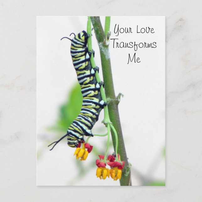 Carte postale Monarch Caterpillar Valentine (Devant)