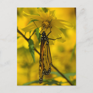 Carte postale Monarch et Fleur Jaune
