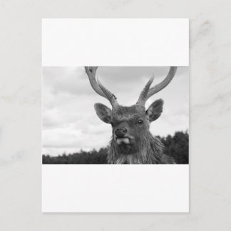 Carte Postale Monarque