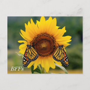 Carte Postale Monarque Butterfies sur Tournesol