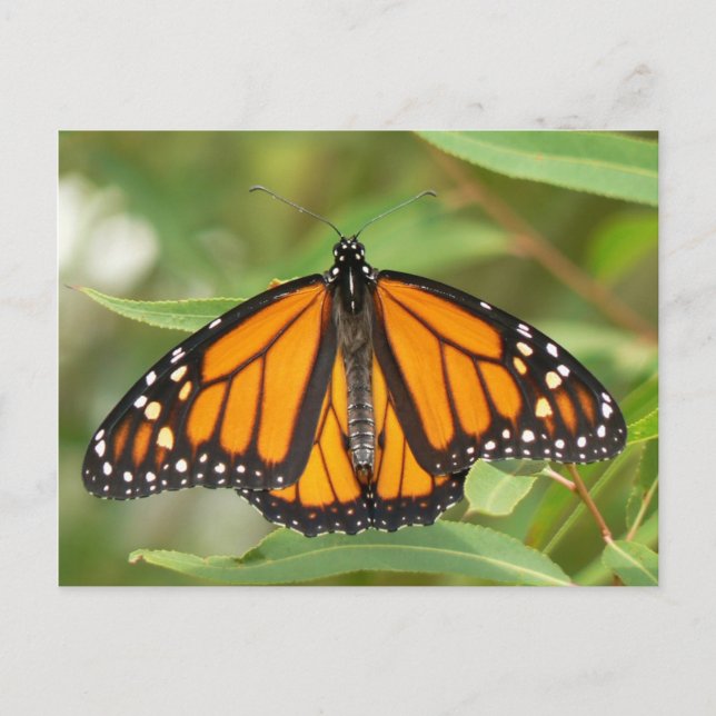 Carte postale Monarque Papillon. (Devant)