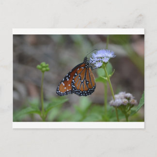 Carte Postale Monarque papillon dans la série papillon de LellO