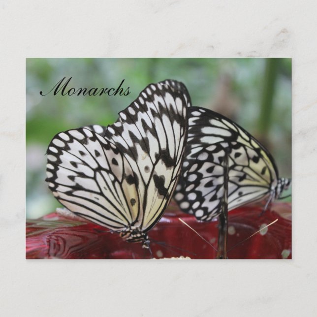 Carte Postale Monarque papillon n° 5 (Devant)