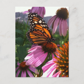 Carte postale - Monarque papillon sur coneflower