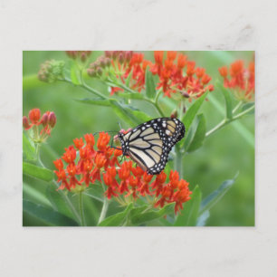 Carte Postale Monarque sur le papillon