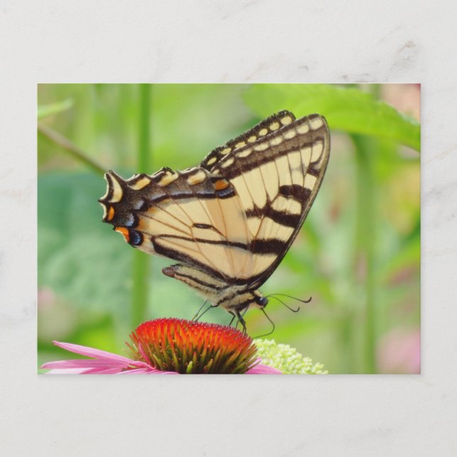 Carte Postale Monde Swallowtail (Devant)