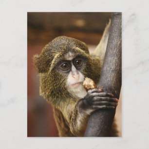 Carte Postale Monkey