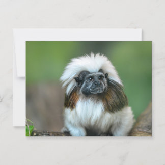 Carte postale Monkey