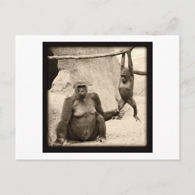 Carte Postale Monkey Business (Devant)