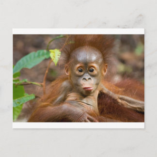 Carte Postale Monkey business 3