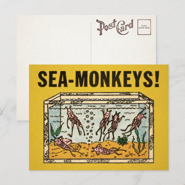 Carte postale Monkey de mer vintage  (Devant / Derrière)