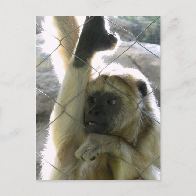 Carte Postale Monkey Greeter (Devant)