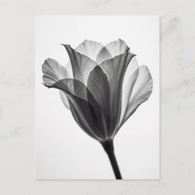 Carte Postale Monochrome botanical fine art photograph (Devant)