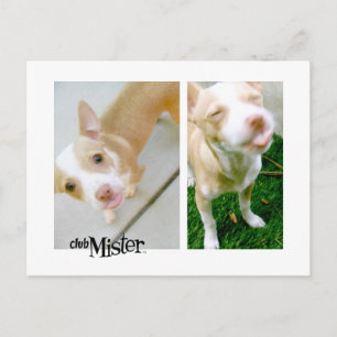 Carte Postale Monsieur ! Langue !