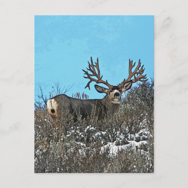 Carte Postale Monster mule deer buck (Devant)