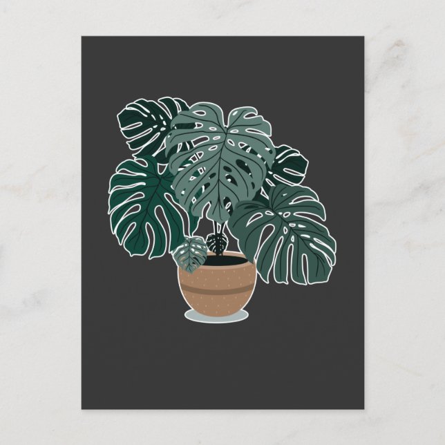 Carte Postale Monstera Plante Belle Houseplant (Devant)
