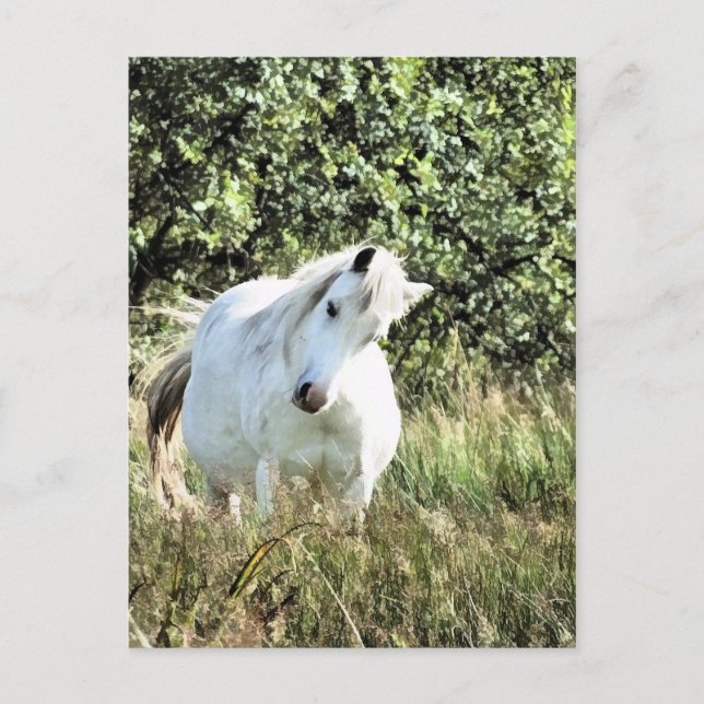 CARTE POSTALE MONTAGNE CHAUDE PONY (Devant)