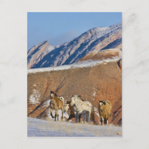 Carte Postale Montagnes Big Horn, Chevaux courant