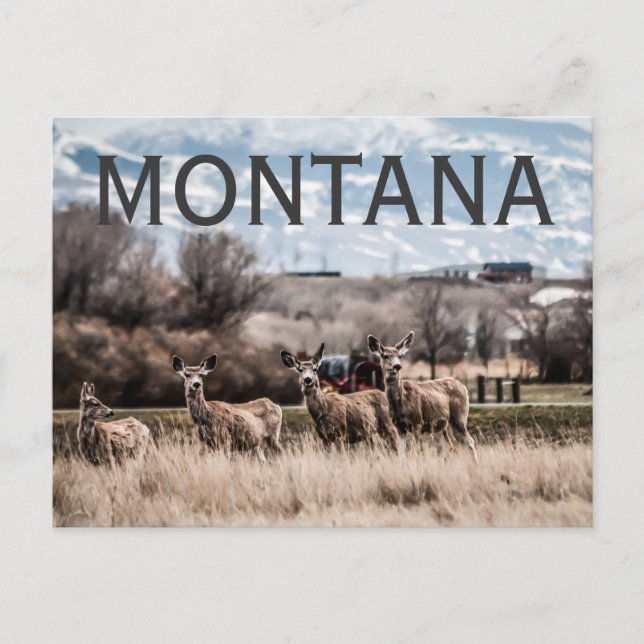 CARTE POSTALE MONTANA (Devant)