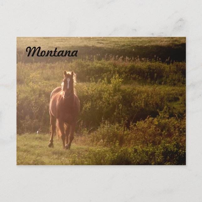 Carte postale Montana Horse (Devant)