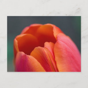 Carte Postale monter tulipe