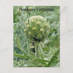Carte postale Monterey California Artichoke